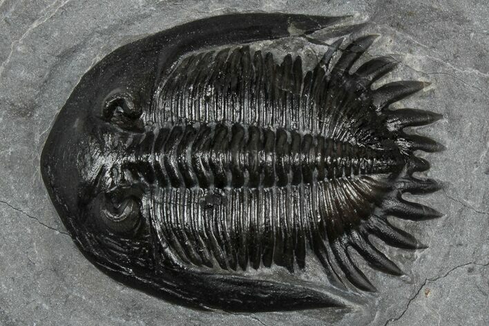 Mrakibina Trilobite - Mrakib, Morocco #352619
